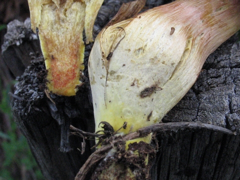 Xerocomus
